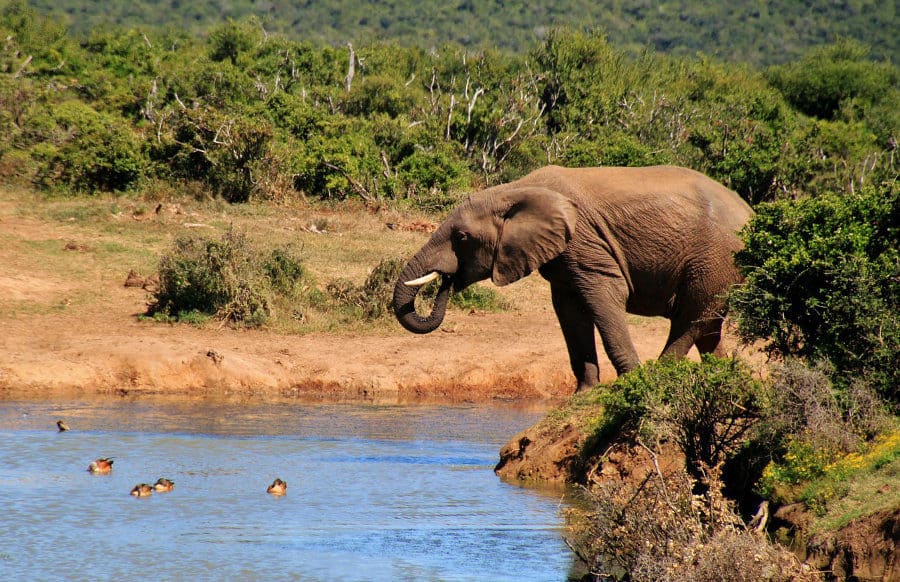 Lone elephant drinking with ducks