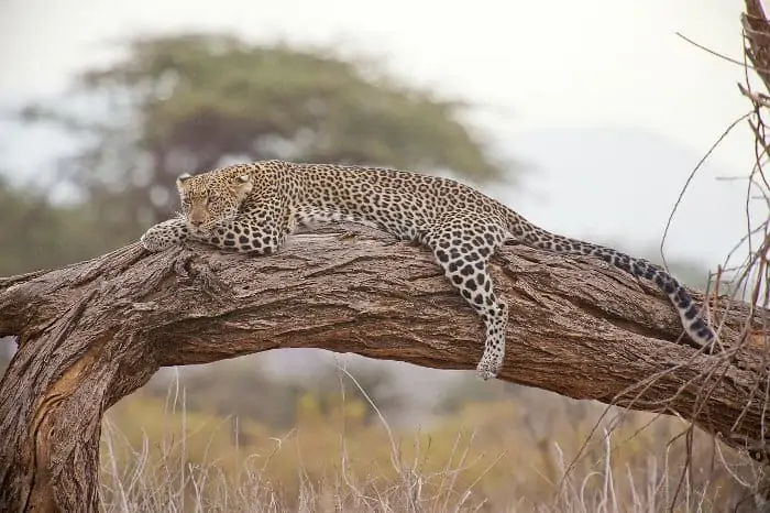 Stunning leopard resting on a fallen tree