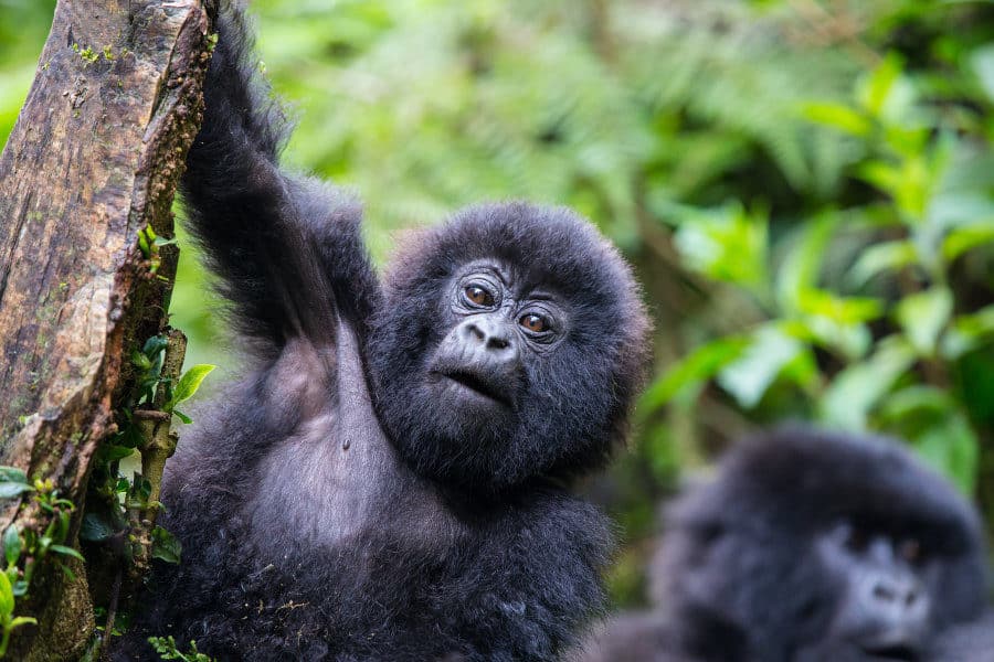 Gorilla trekking in Rwanda: how to and top tips