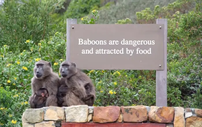 Warning on feeding baboons - What Not to Do on a Safari in Africa