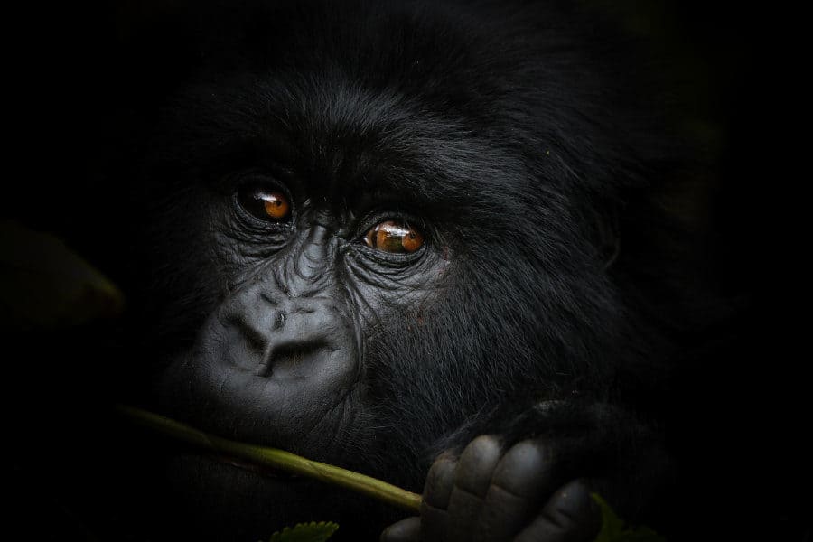 Mountain gorilla trekking: ultimate how to guide