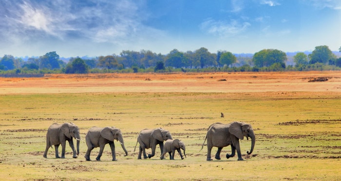 Herd of elephants moving across the African plains