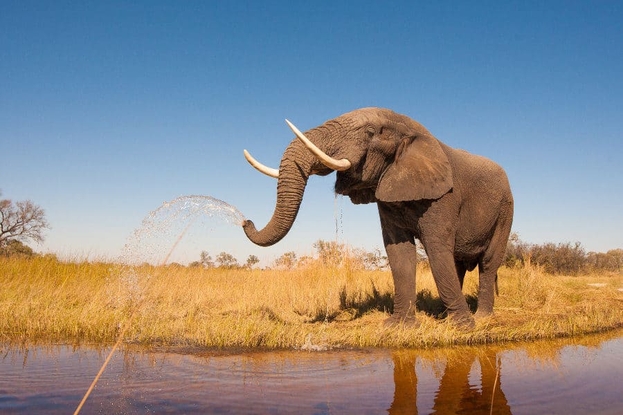 What Sound Does an Elephant Make? Learn How to Name Each Noise