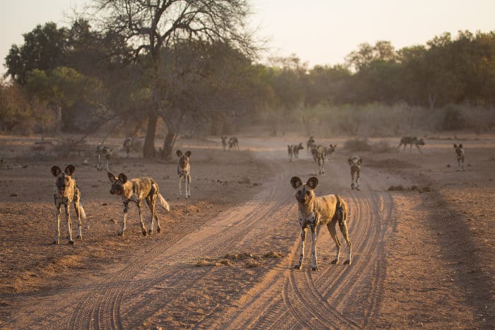 Large pack of African wild dogs encountered in the middle of the dirt track