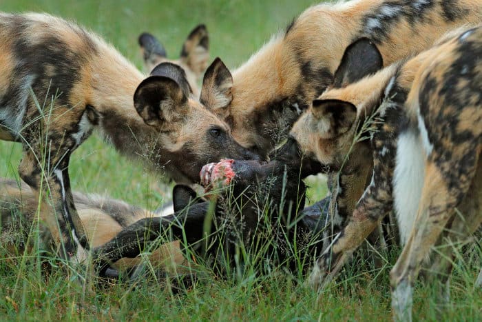 Wild dogs eating a baby buffalo alive