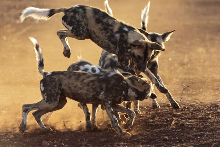 Wild dogs jumping and playing