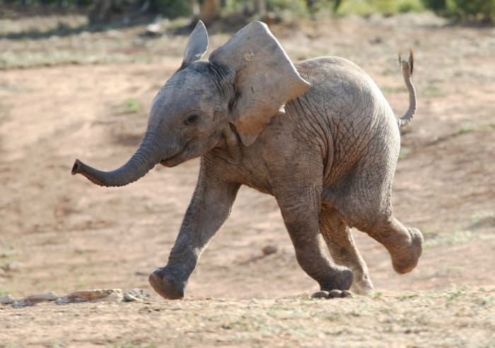 Baby elephant running at full speed