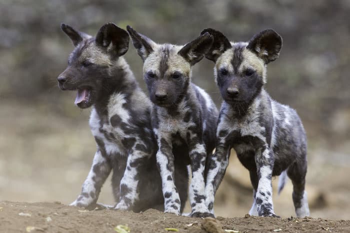 Three cute wild dog pups