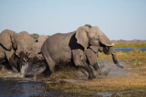 How Fast Can an Elephant Run? Technically They Don't Run at All