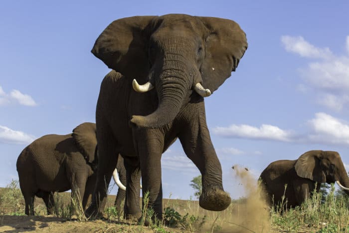 What Sound Does an Elephant Make? Learn How to Name Each Noise