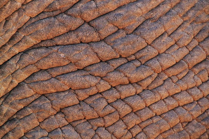 The skin of an African elephant is extremely wrinkled.