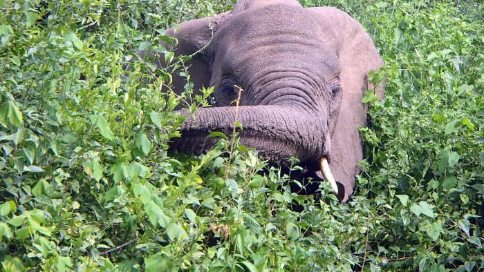 African elephant enjoying some leaves from a bush.