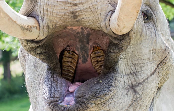 African elephant with mouth open, revealing its teeth.