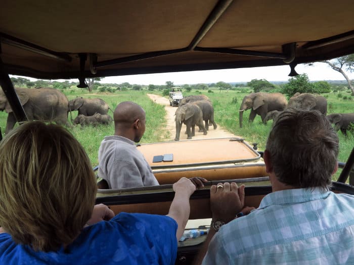 African elephant herd crosses the road in front of tourists in East Africa.