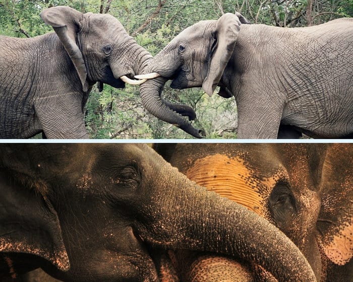 African vs Asian elephant trunk.