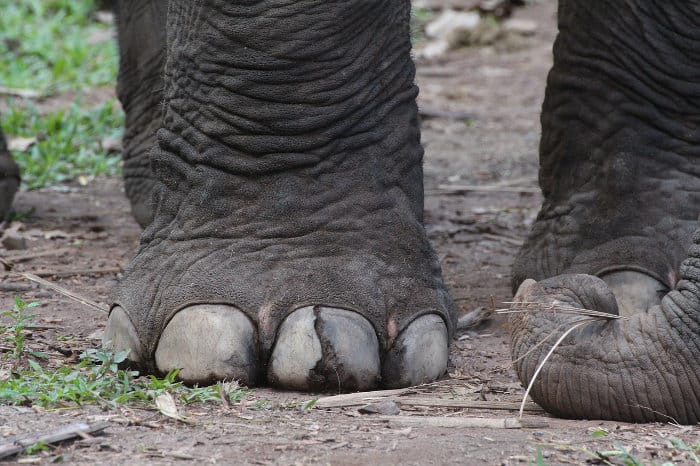 Front foot of an Asian elephant in Thailand.