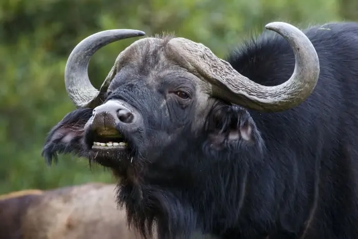 Cape buffalo doing the flehmen response
