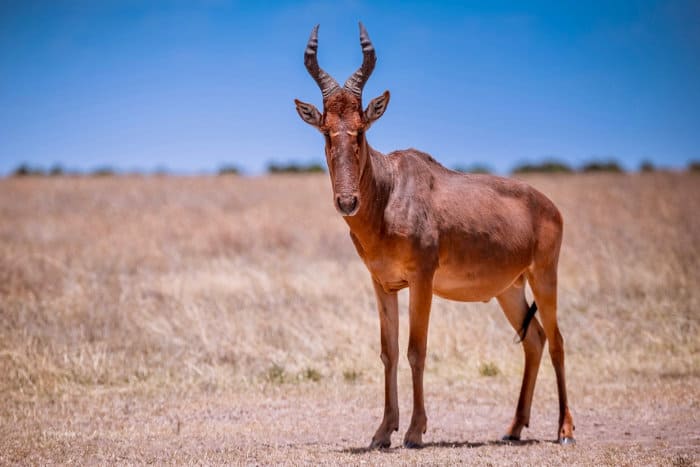 Red hartebeest posing for the perfect shot
