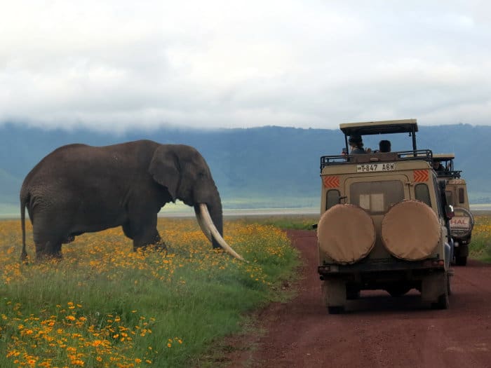Big tusker in front of tourists, Tanzania.