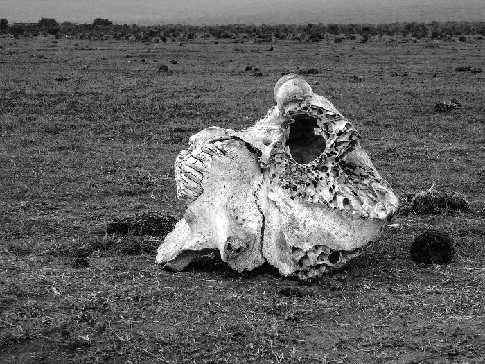 Elephant skull in black and white, South Africa.