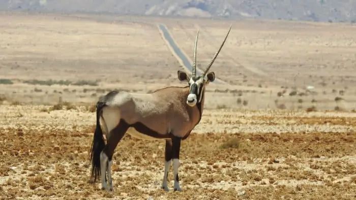 elegant beisa oryx in semi-desert area
