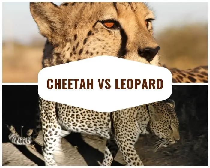 Cheetah vs leopard differences