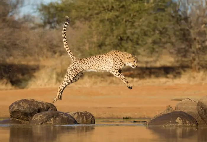 Cheetah jumping across a body of water