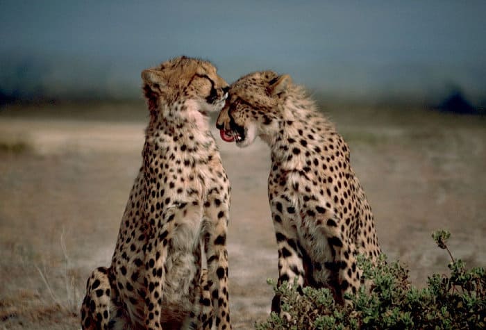 Loving moment between two cheetahs