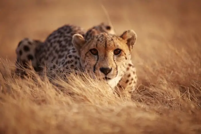 Cheetah on the prowl in perfect camouflage