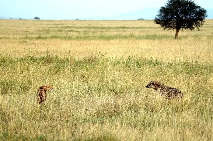 Cheetah vs spotted hyena encounter
