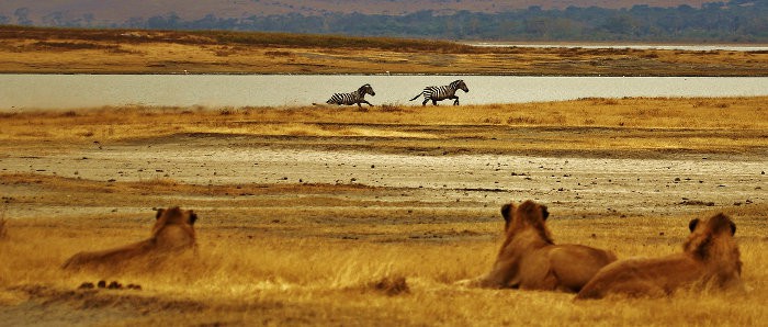 tanzania animal safari
