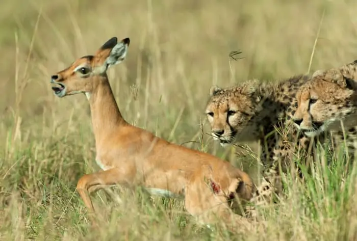 Baby impala vs two hungry cheetahs