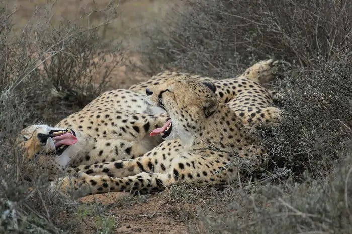 Pair of cheetahs yawning simultaneously