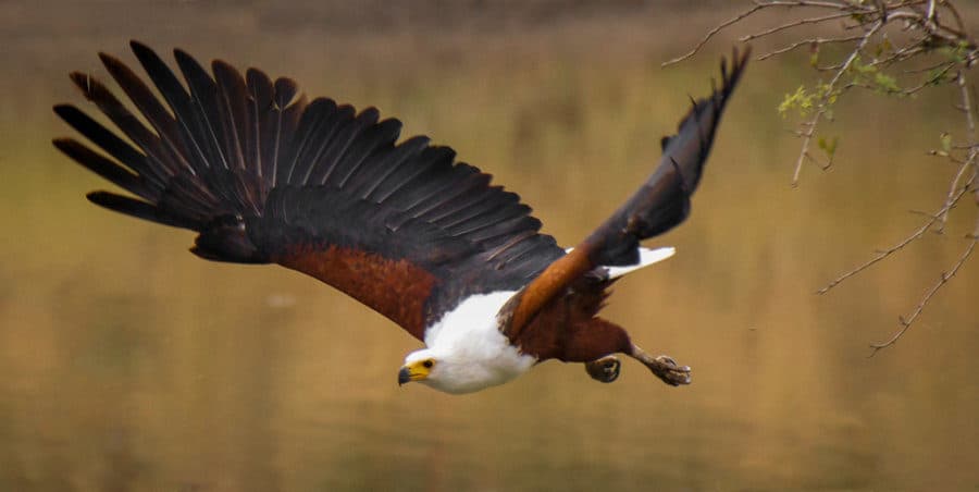 Fish eagle – 14 incredible facts about Africa’s greatest raptor