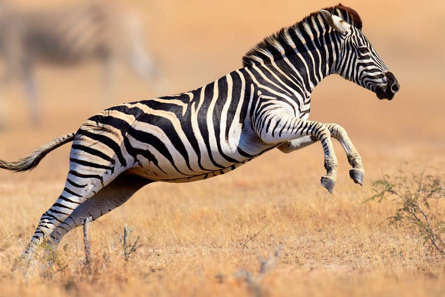 How Fast Can a Zebra Run? The Complete Story About Its Speed