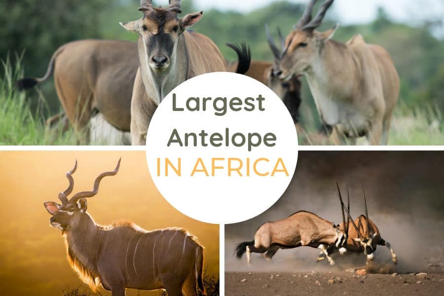 Top 10 largest antelope species in Africa