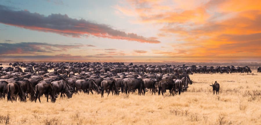 The great wildebeest migration – Where, when and planning a safari