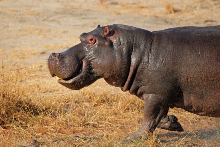 How fast can a hippo run top running speed on land in water