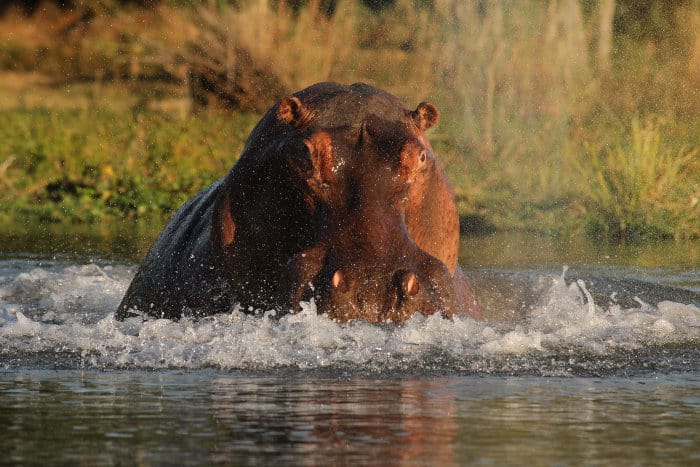 Partly emerged hippo charging towards the boat