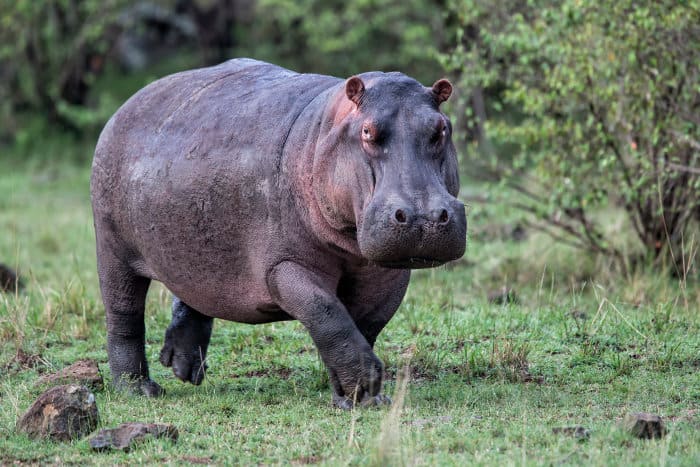 Large hippopotamus on land