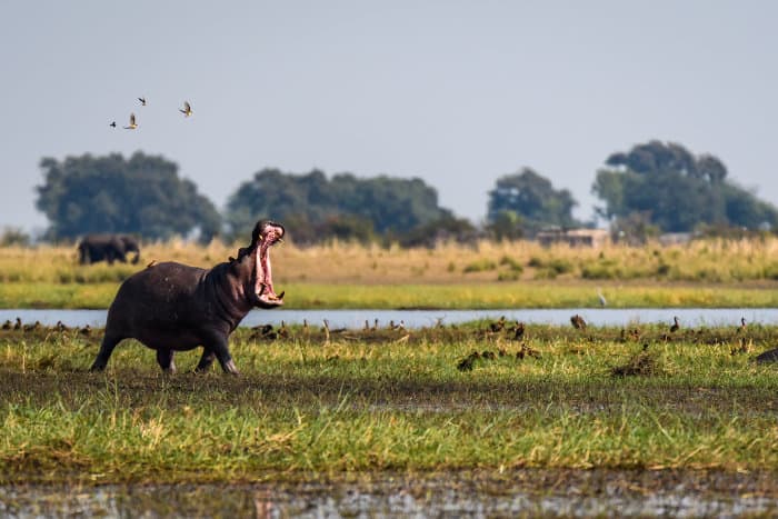Emerged hippo with mouth wide open, with lone elephant in the background
