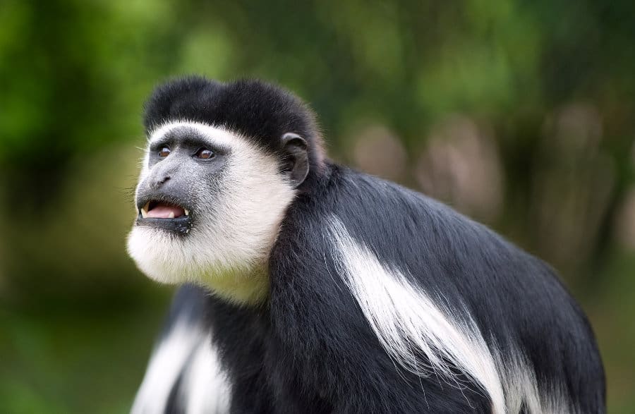  Colobus Monkey  17 Facts About Africa s Most Enchanting Monkey 