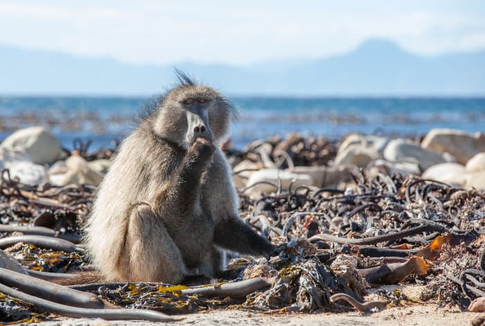Chacma baboon feeding on mussels in Cape Point Nature Reserve
