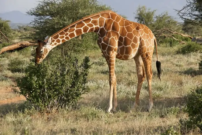 Pregnant reticulated giraffe in Samburu