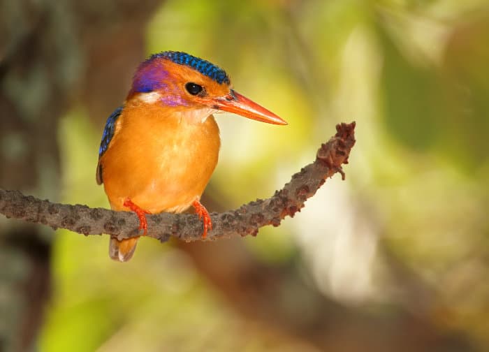 African pygmy kingfisher perched on a branch