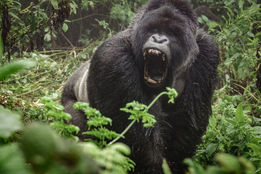 Mountain gorilla screaming, a sound made by gorillas when they are angry