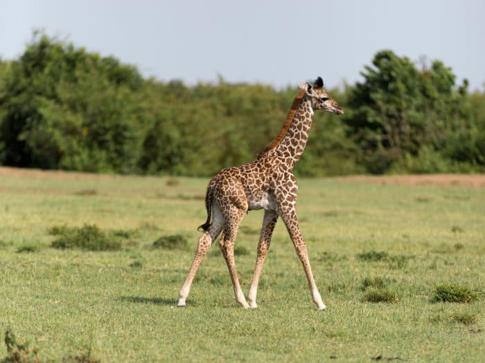 Baby giraffe walking in the wild