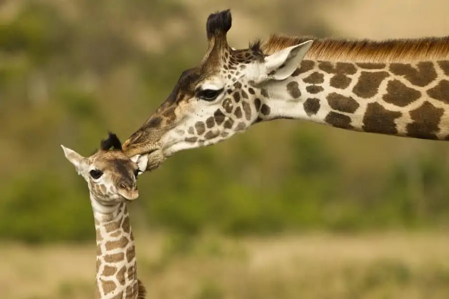 Mother giraffe licking its baby in the Masai Mara