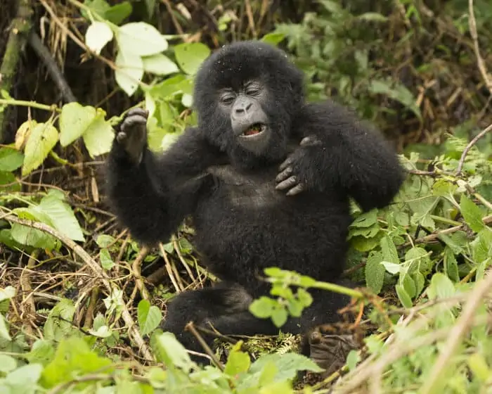 Baby mountain gorilla beating its chest in Volcanoes National Park