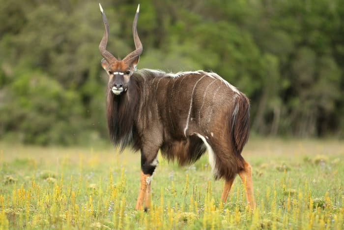 Taur nyala vechi cu coarne cu vârf alb